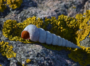 Shell on rocks