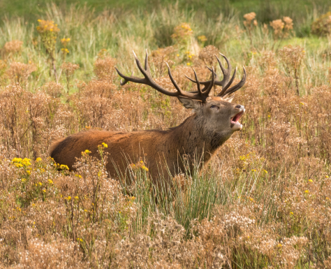 Reed Deer