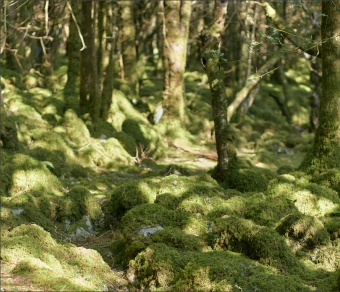 Mossy Woods