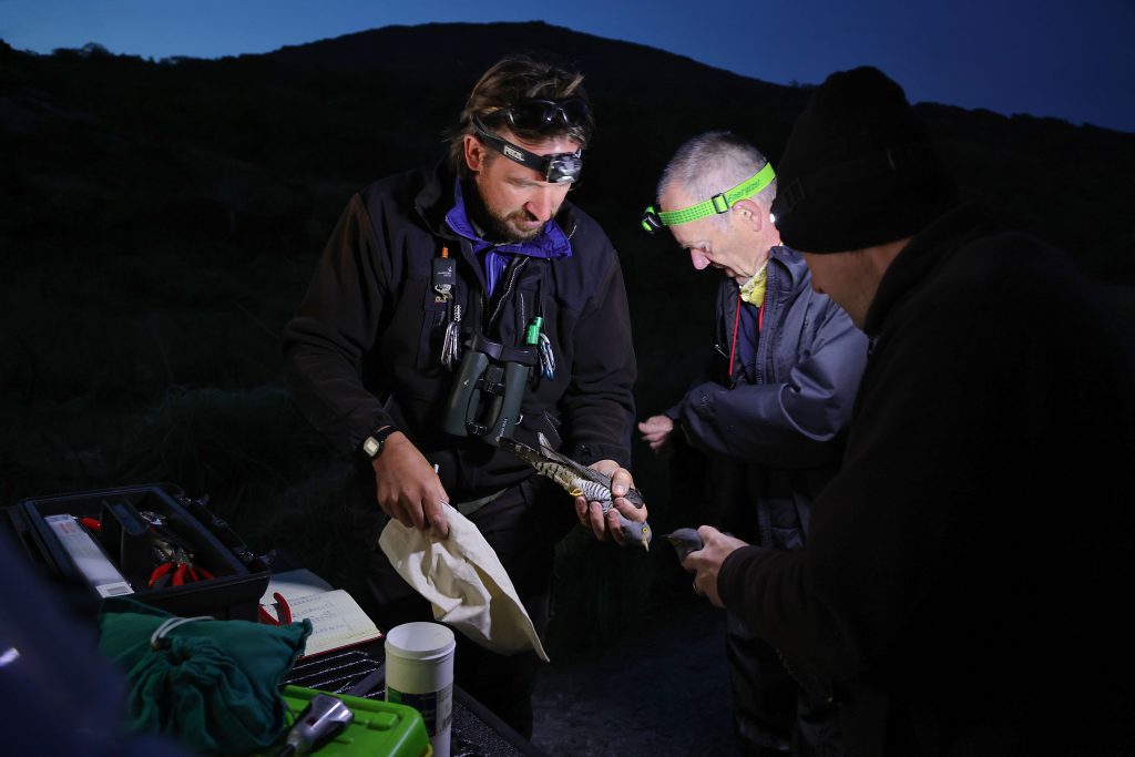 Cuckoo Tracker Tagging