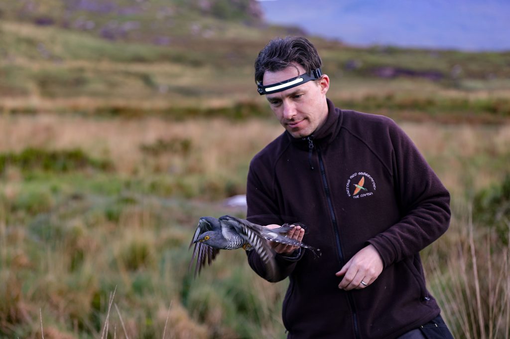 Cuckoo Tagging at Killarney