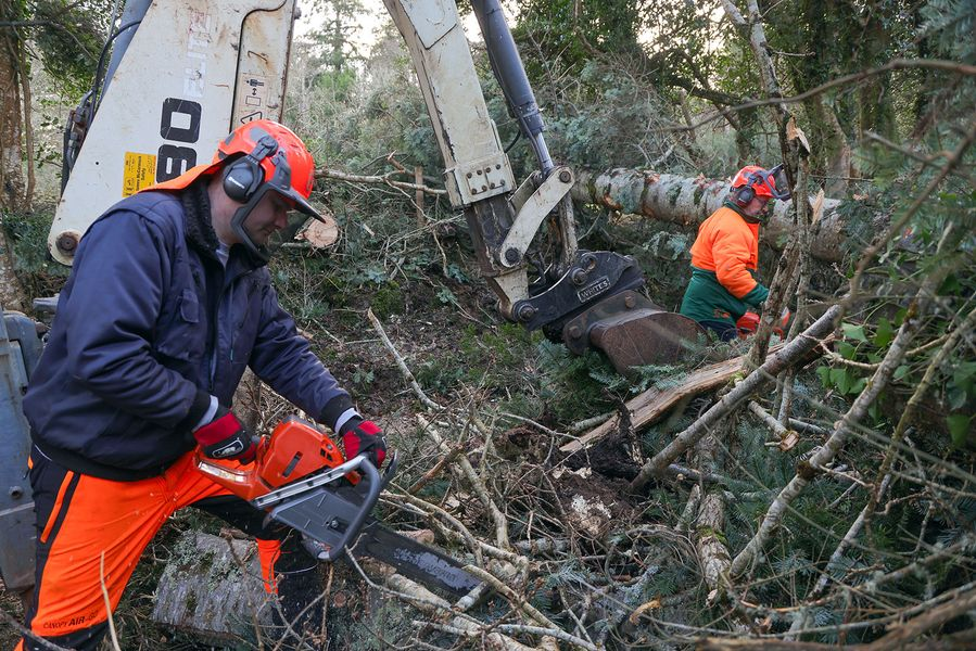 staff clearing fallen trees