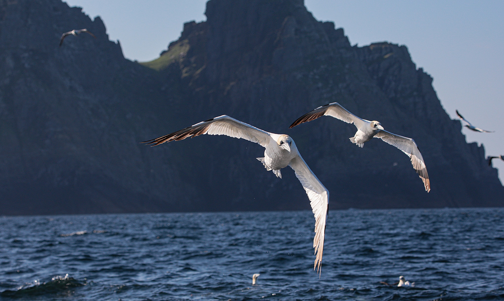 Skellig: Gannets in Flight